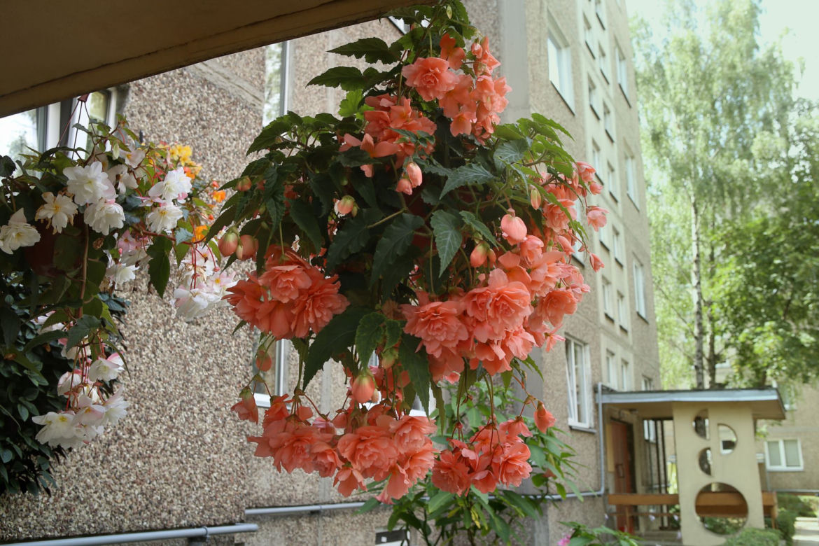 Begonia zwisająca