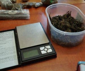 Przydomowa plantacja konopi zlikwidowana