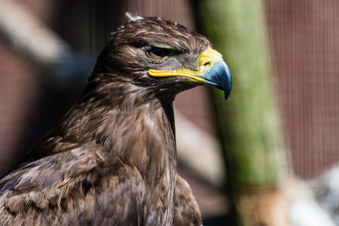 Koronawirus w Trójmieście. Zwierzęta z zoo tęsknią za ludźmi