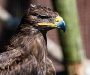 Koronawirus w Trójmieście. Zwierzęta z zoo tęsknią za ludźmi