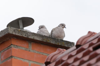 Masz ptasie gniazdo na balkonie lub w kominie? Niekiedy jego usunięcie może skończyć się w sądzie