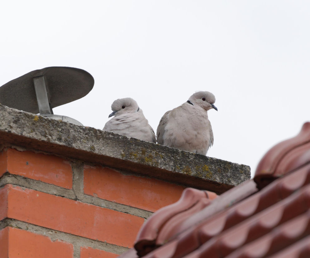Jak legalnie usunąć gniazdo gołębia z balkonu lub komina? Przepisy i terminy 2026