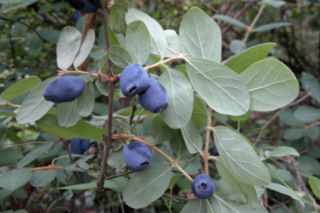 Jagoda kamczacka - Lonicera caerulea L. var. kamtschatica Sevast.