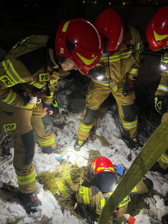 Myśleli, że to dzik, a w studzience czekała na nich prawdziwa niespodzianka. Mała sarenka uratowana