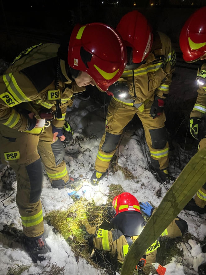 Myśleli, że to dzik, a w studzience czekała na nich prawdziwa niespodzianka. Mała sarenka uratowana