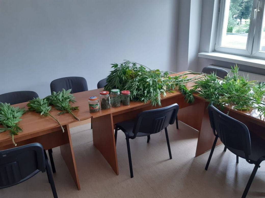 Niezwykłe odkrycie w Kruszwicy. Marihuana wśród malin!