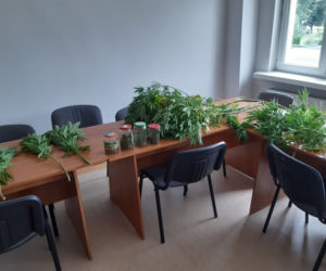 Niezwykłe odkrycie w Kruszwicy. Marihuana wśród malin!