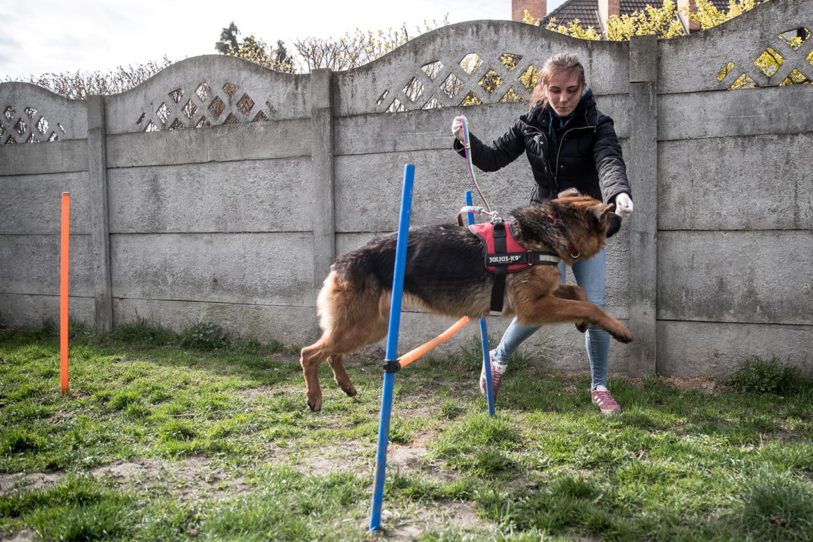 Mieszkańcy Krakowa chętnie adoptują psy w czasie koronawirusa