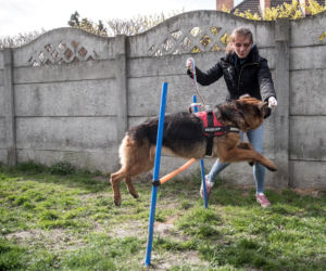 Mieszkańcy Krakowa chętnie adoptują psy w czasie koronawirusa