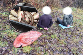 Zamiast do wody, pakowali do worka. Wędkarze przyłapani na kradzieży 40 kg ryb