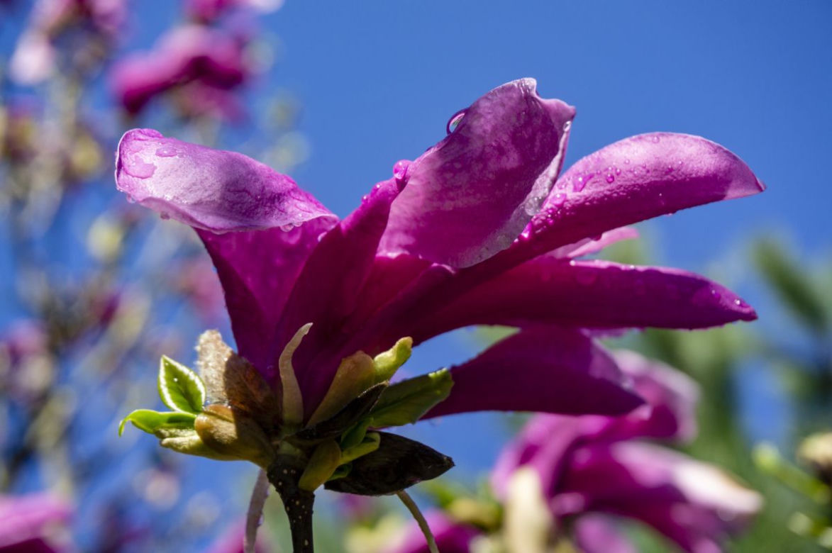 Magnolie