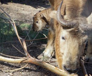 We wrocławskim zoo urodziła się samiczka takina złotego