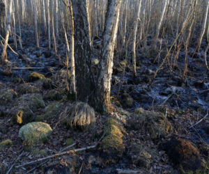 Biebrzański Park Narodowy UGASZONY. Zobacz, jakie zniszczenia spowodował ogień