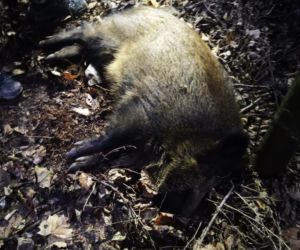Dzik ZAATAKOWAŁ przechodniów na osiedlu w Krakowie. Są ranni [ZDJĘCIA]