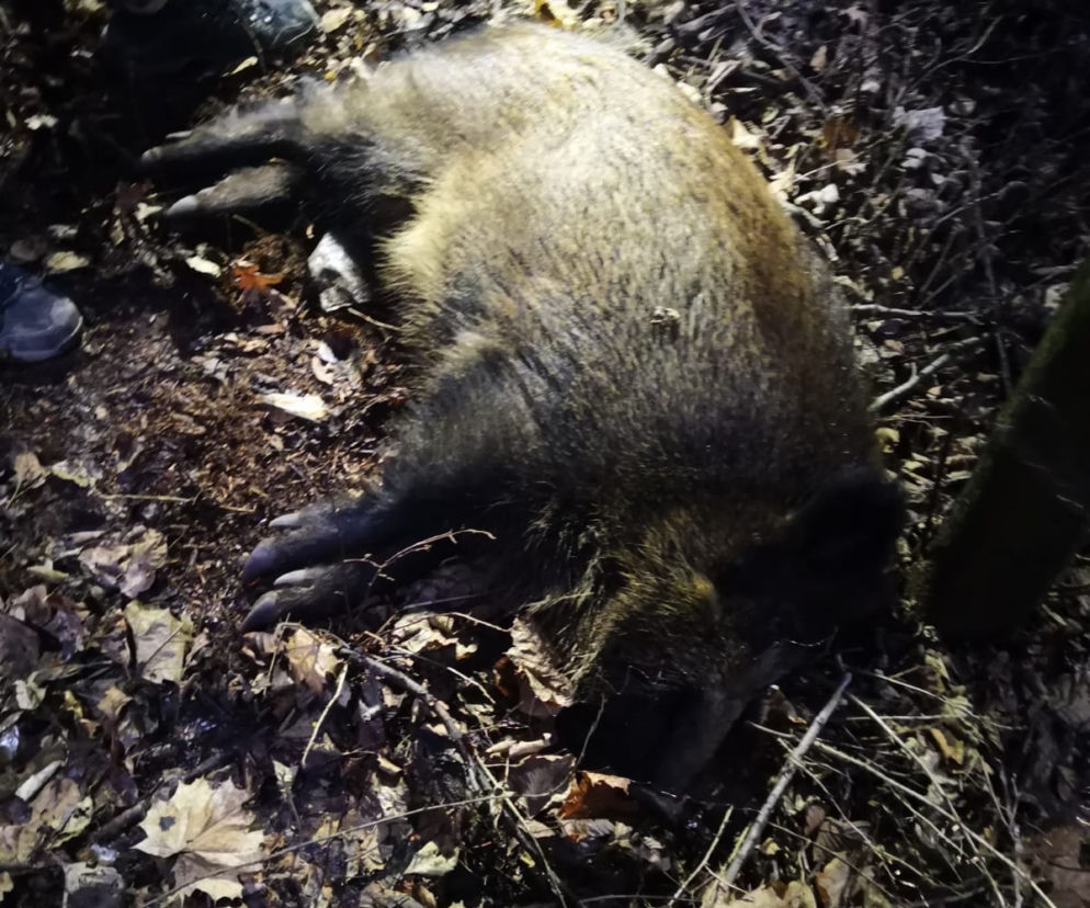 Dzik ZAATAKOWAŁ przechodniów na osiedlu w Krakowie. Są ranni [ZDJĘCIA]