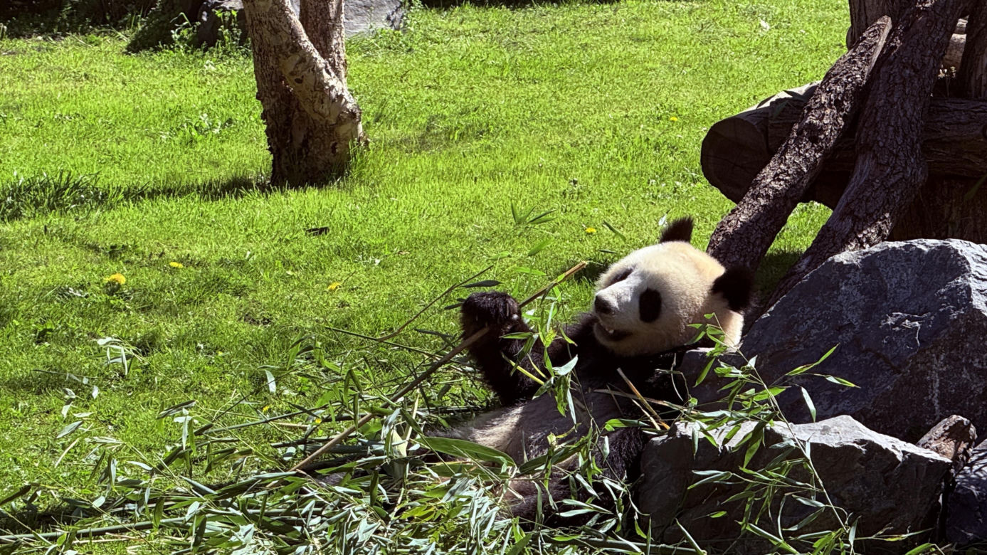 Pandy ZOO Berlin