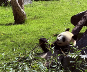 Pandy ZOO Berlin