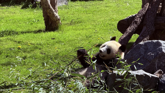 Pandy ZOO Berlin