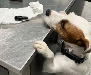 Zatrzymano 40-latka, który przemycał kokainę w swoim organizmie. Mężczyzna wpadł na lotnisku w Gdańsku