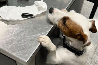 Zatrzymano 40-latka, który przemycał kokainę w swoim organizmie. Mężczyzna wpadł na lotnisku w Gdańsku