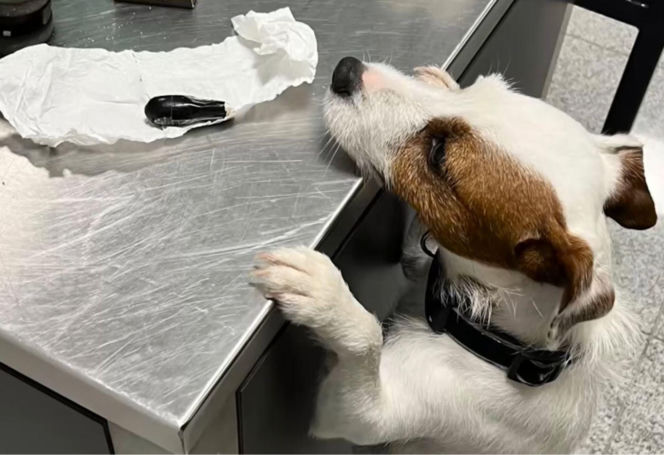 Zatrzymano 40-latka, który przemycał kokainę w swoim organizmie. Mężczyzna wpadł na lotnisku w Gdańsku