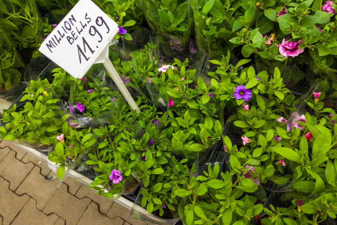 Million bells – 11,99 zł/szt.