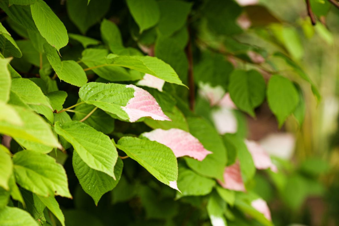 Aktinidia pstrolistna