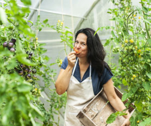 Uprawa pomidorów w szklarni i tunelu – ekologiczne zasady, sadzenie i pielęgnacja