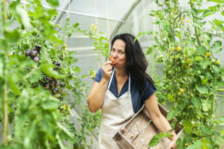 Uprawa pomidorów w szklarni i tunelu – ekologiczne zasady, sadzenie i pielęgnacja