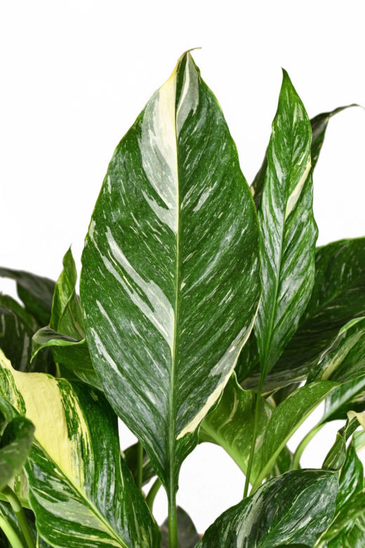 Skrzydłokwiat 'Diamond Variegata'