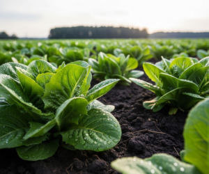 Uprawy ekologiczne to już nie fanaberia. Sprawdź, jakie dopłaty i rynki zbytu czekają
