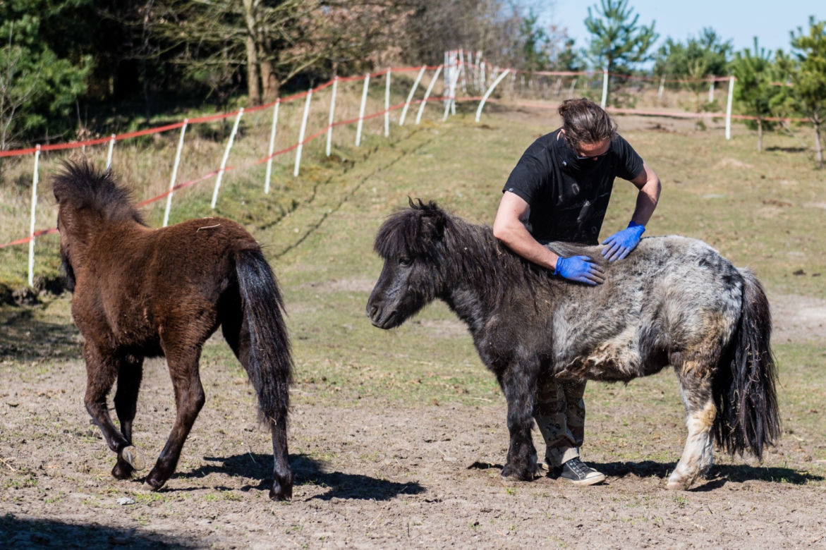 Koronawirus w Trójmieście. Zamieszkali razem ze zwierzętami w schronisku [ZDJĘCIA]