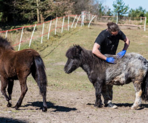 Koronawirus w Trójmieście. Zamieszkali razem ze zwierzętami w schronisku [ZDJĘCIA]
