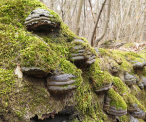 Rezerwat Segiet udostępni nowe szlaki dla mieszkańców