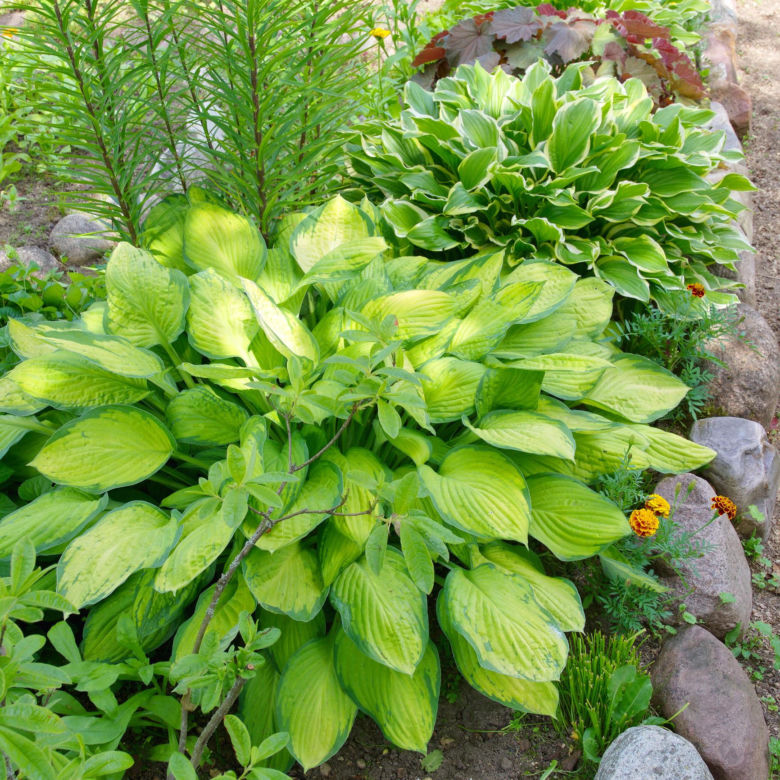 Bylina do cienia - funkia (Hosta)