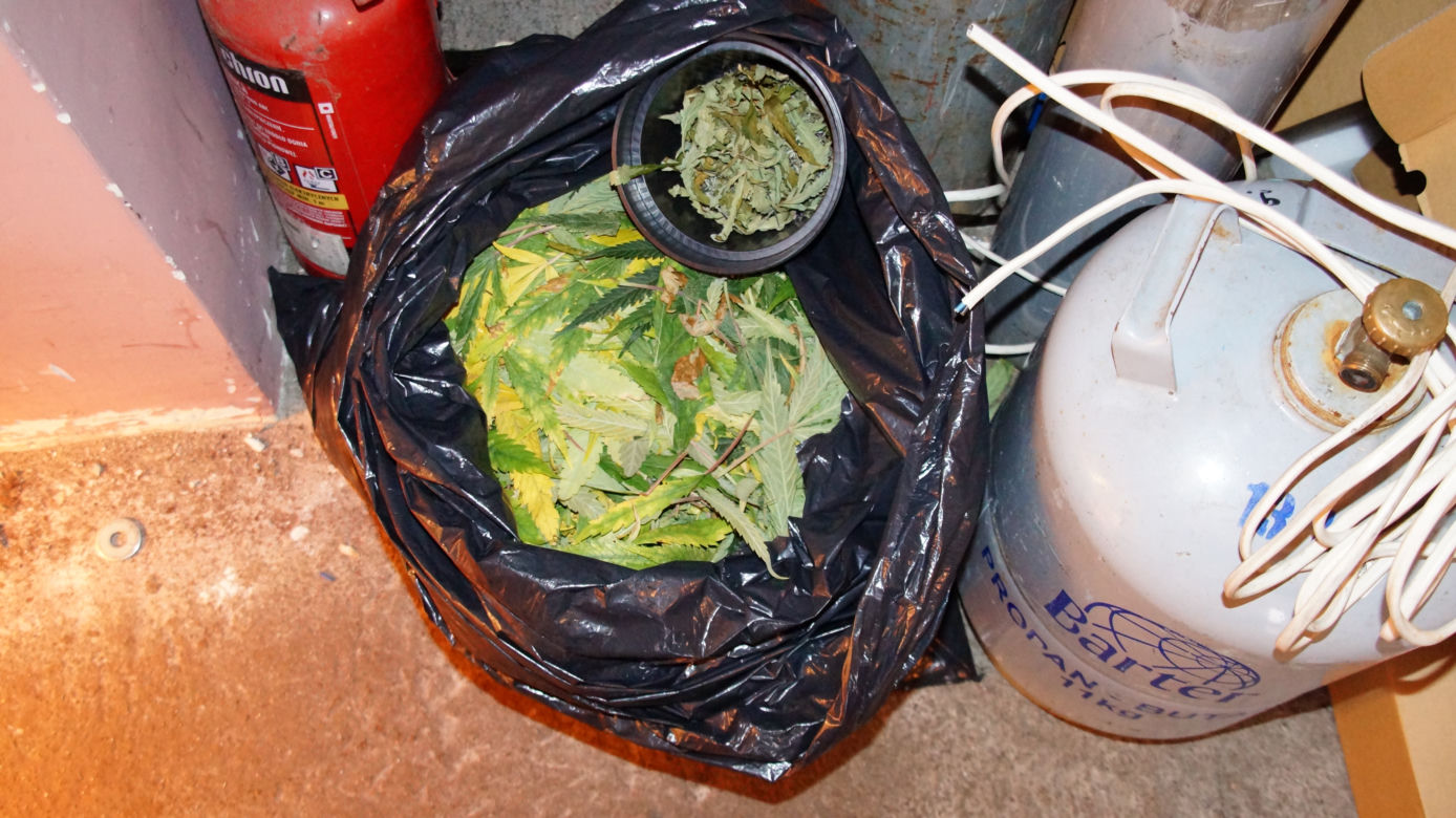 Marihuana o wartości ponad miliona złotych