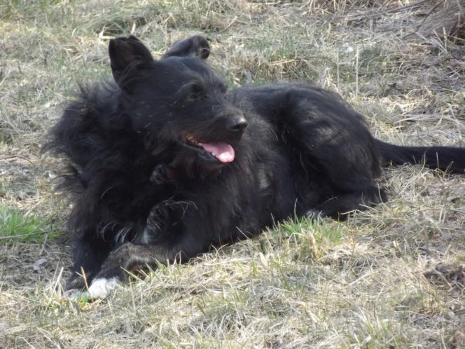 Watahy zdziczałych psów atakują wieś! "Rozrywają koty, rzuciły się na dziecko!