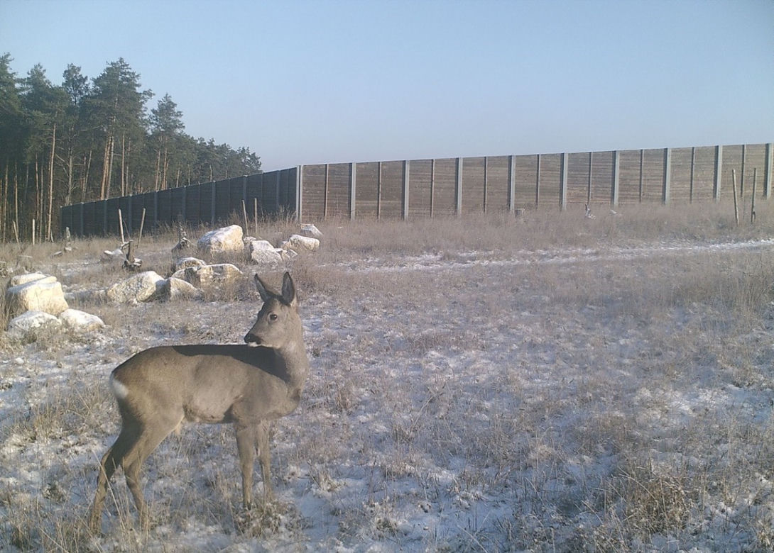 Dzikie zwierzęta przechodzą przez autostrady i trasy szybkiego ruchu