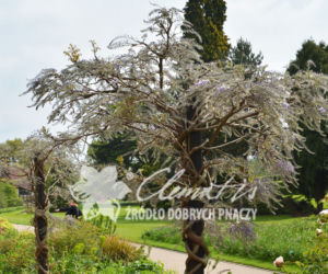 Glicynia (fot. Clematis)
