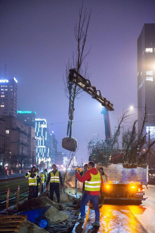 Nowe drzewa na ul. Marszałkowskiej w Warszawie