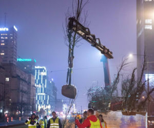 Nowe drzewa na ul. Marszałkowskiej w Warszawie