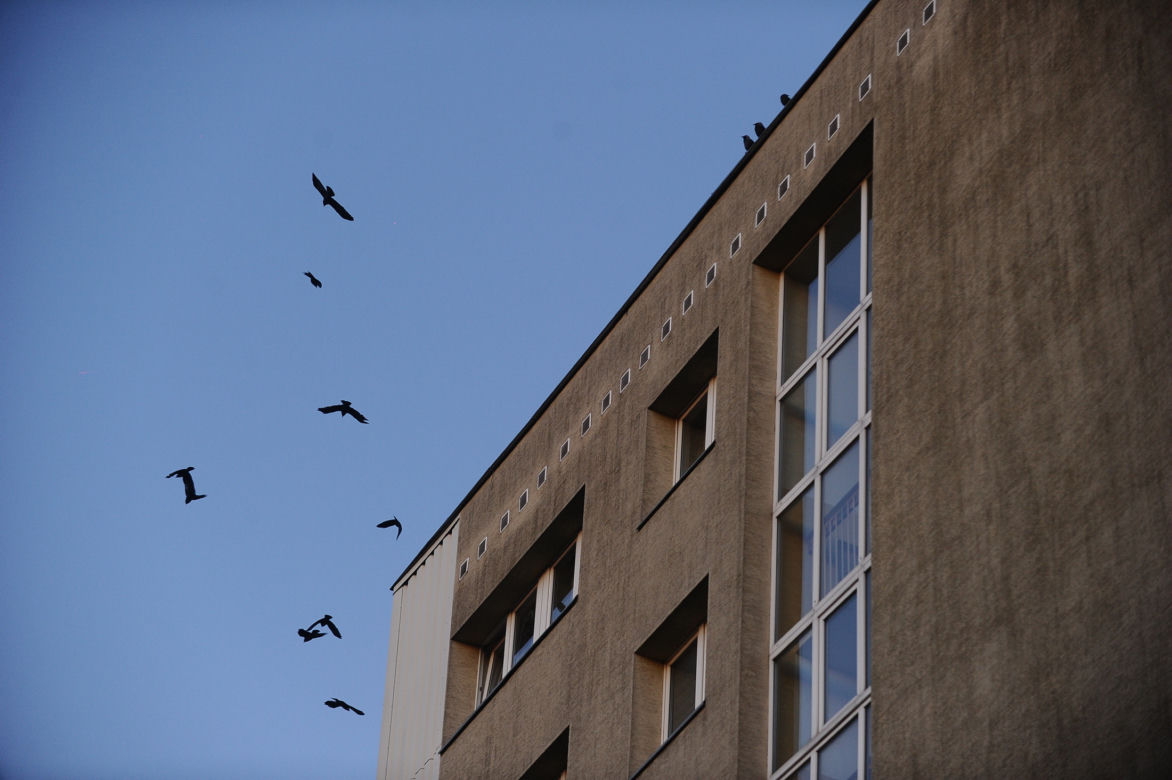 Jastrząb zaprowadzi porządek na Ursynowie. Nietypowy pomysł w Warszawie