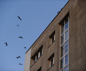 Jastrząb zaprowadzi porządek na Ursynowie. Nietypowy pomysł w Warszawie