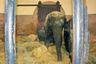 Podnieśli słonia poduszką