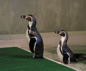 Chorzów: Otwarcie zoo i OGROMNA kolejka! Każdy chce zobaczyć pingwiny