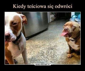 Dzień Teściowej 2026