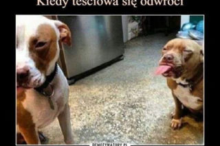 Dzień Teściowej 2026