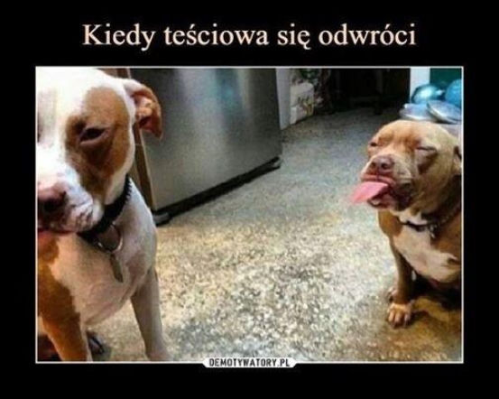 Dzień Teściowej 2026