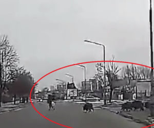 Dziki zaatakowały mężczyznę w centrum miasta. Musiał uciekać przed rozjuszonym stadem [ZDJĘCIA, WIDEO]