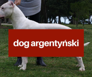 Na te psy musisz mieć zezwolenie! Zobacz listę najgroźniejszych ras w Polsce